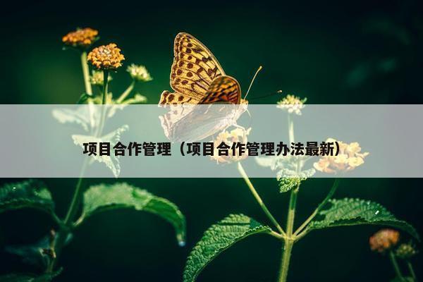 项目合作管理（项目合作管理办法最新）